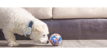 Pebby - розумний м'ячик для домашніх тварин з автоматичним заряджанням