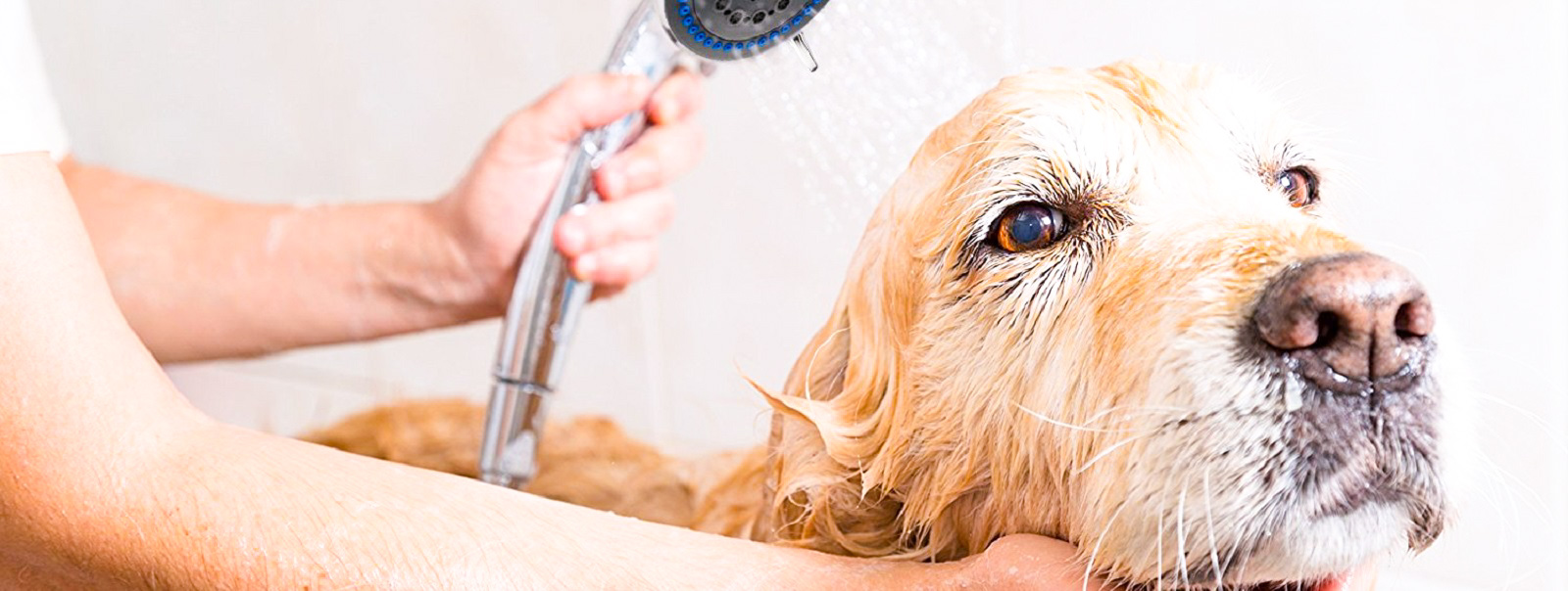 Furesh - компактна складна ванна для домашніх тварин
